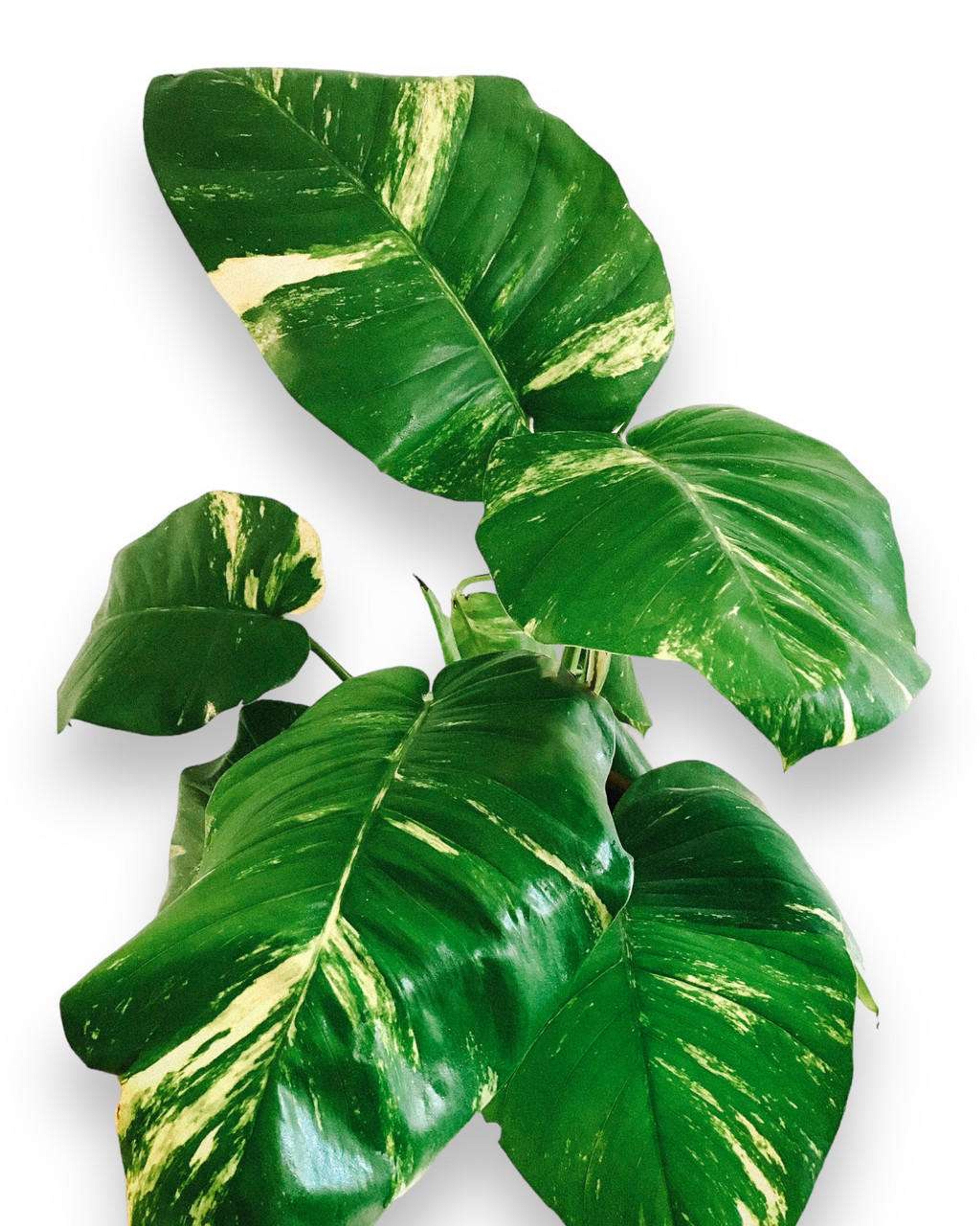 Teléfono Julieta (Epipremnum aureum) Plantas Medianas mxplantae