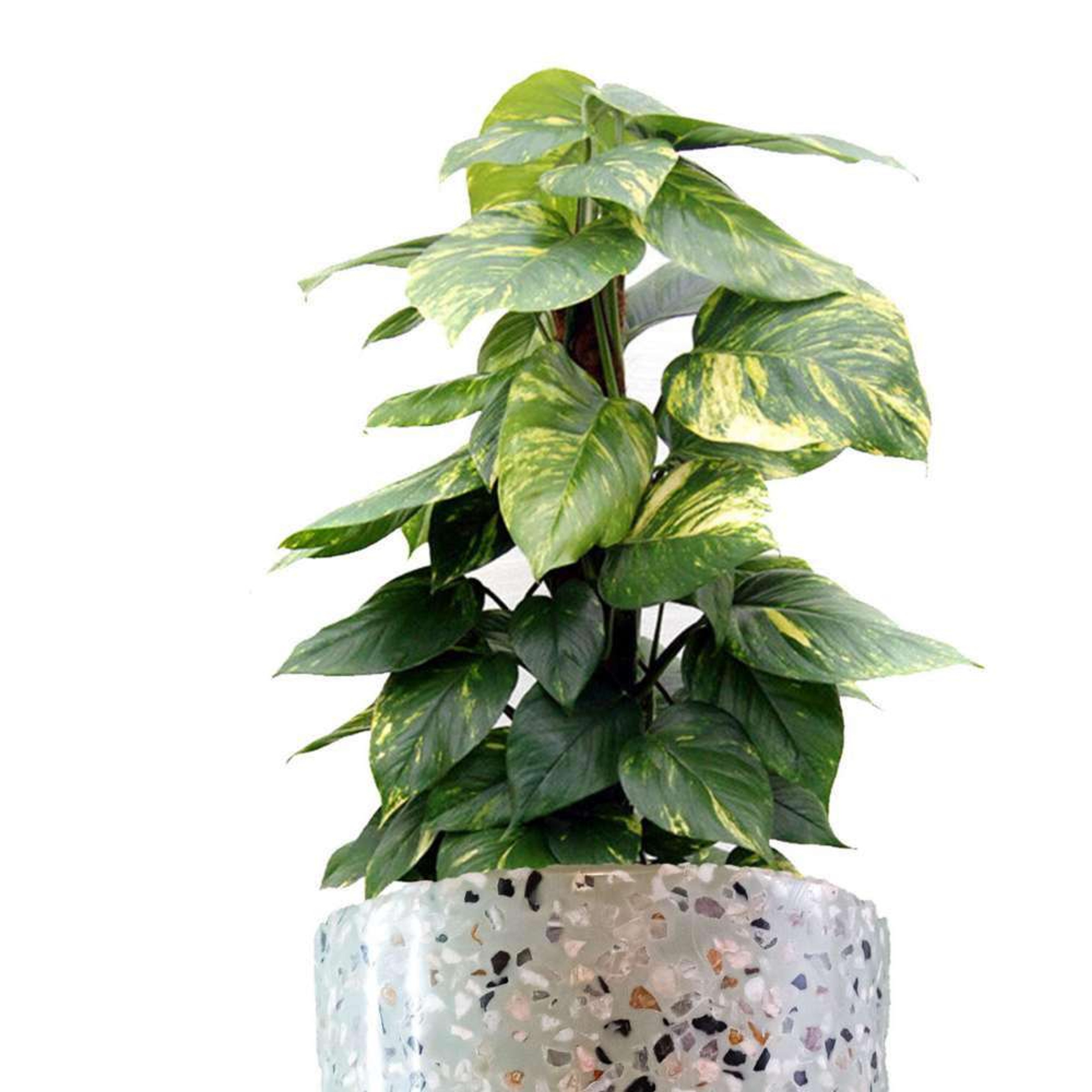 Teléfono Julieta (Epipremnum aureum) Plantas Medianas mxplantae