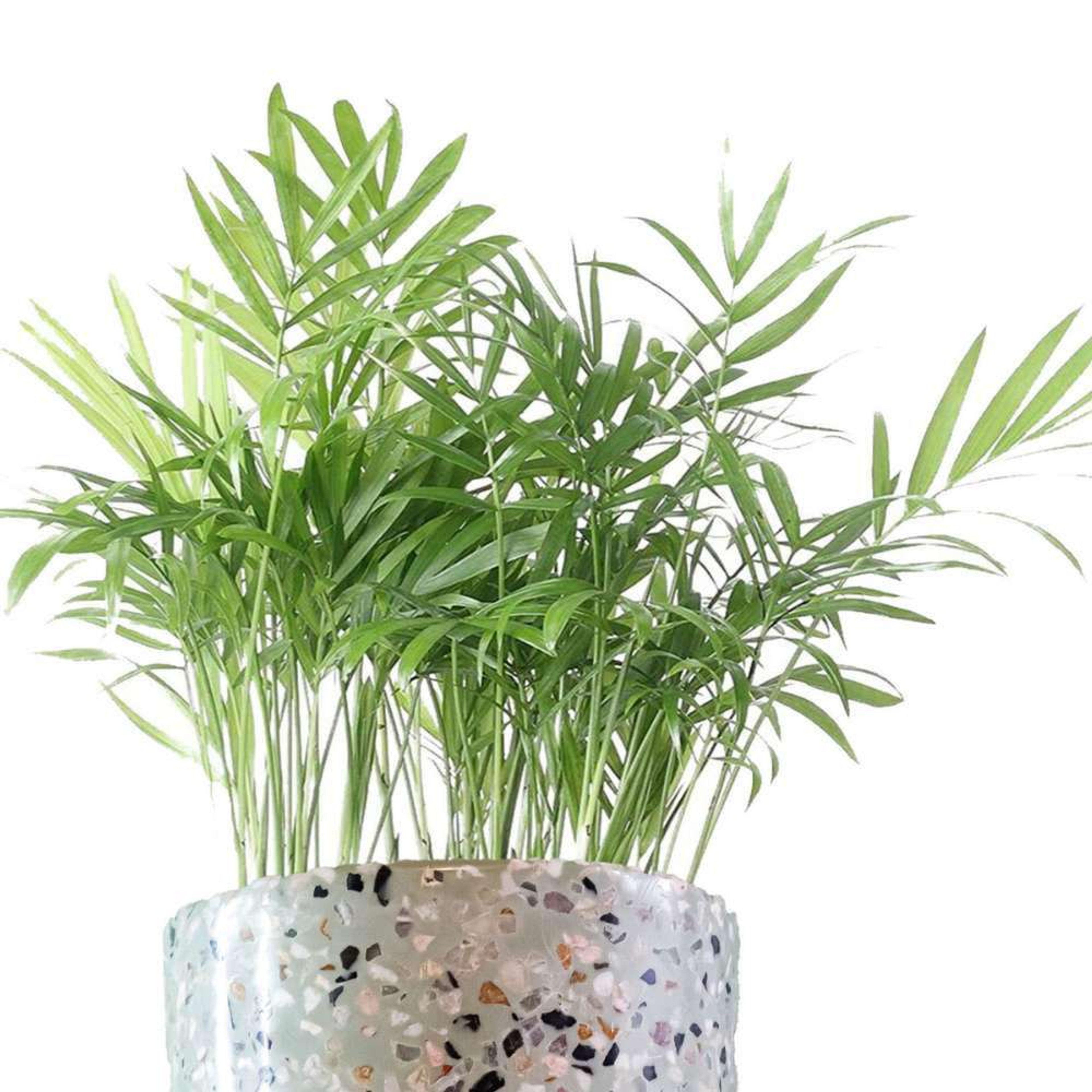 Palmera Camedor Plantas Medianas mxplantae