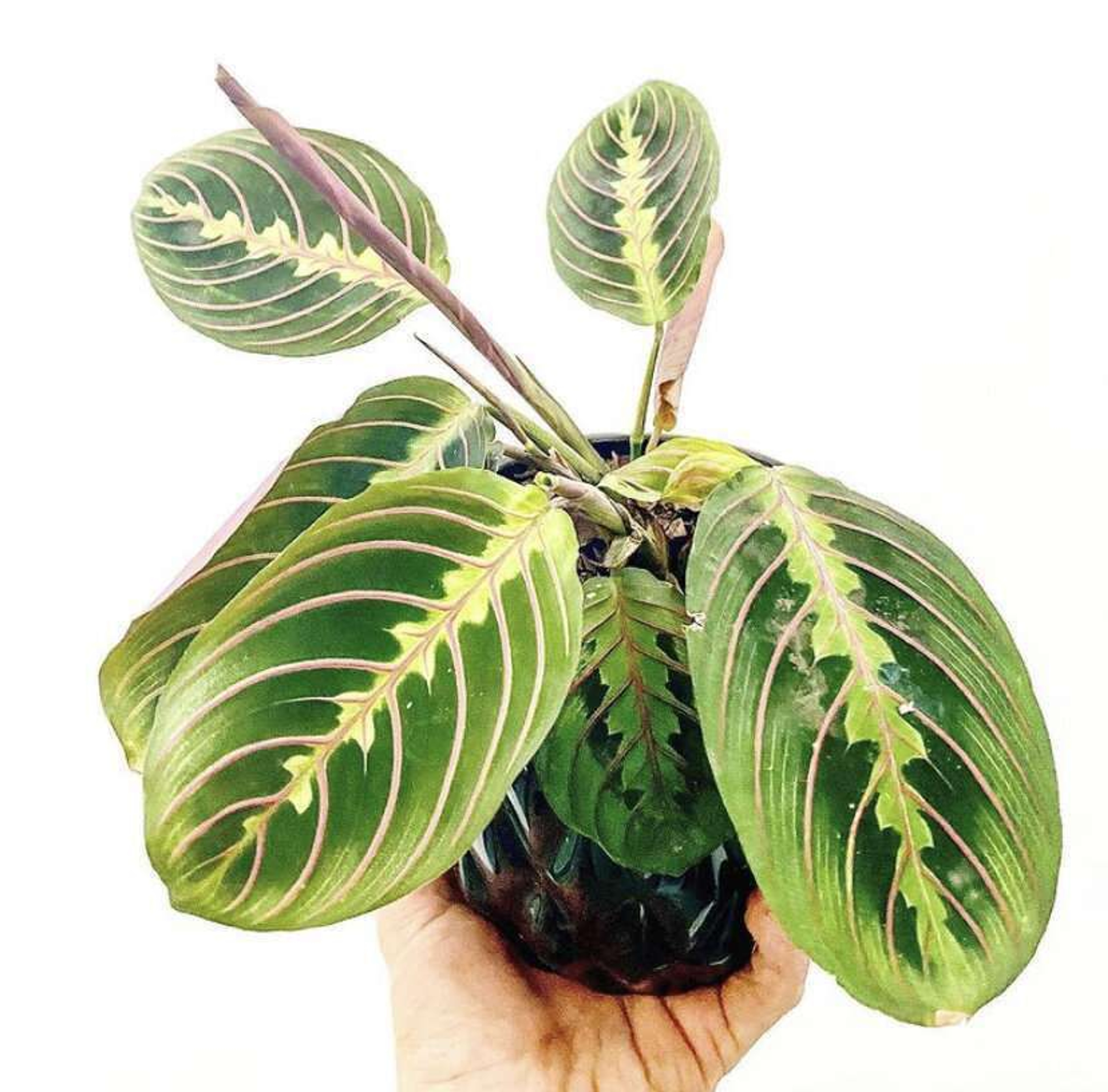 Prayer Plant | Planta de Oración Plantas Chicas mxplantae