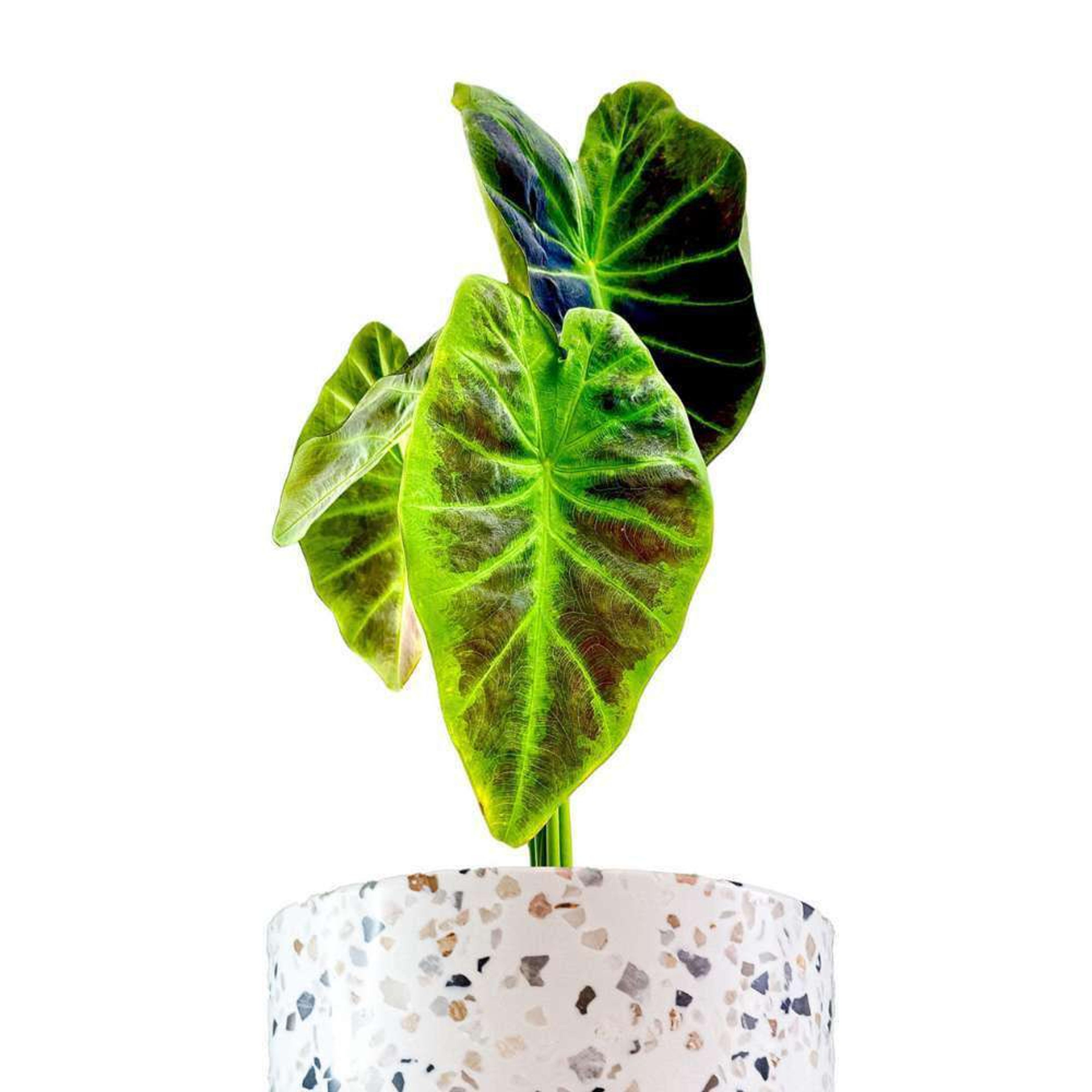 Colocasia Antiquorum (Black Beauty) Plant Shop mxplantae