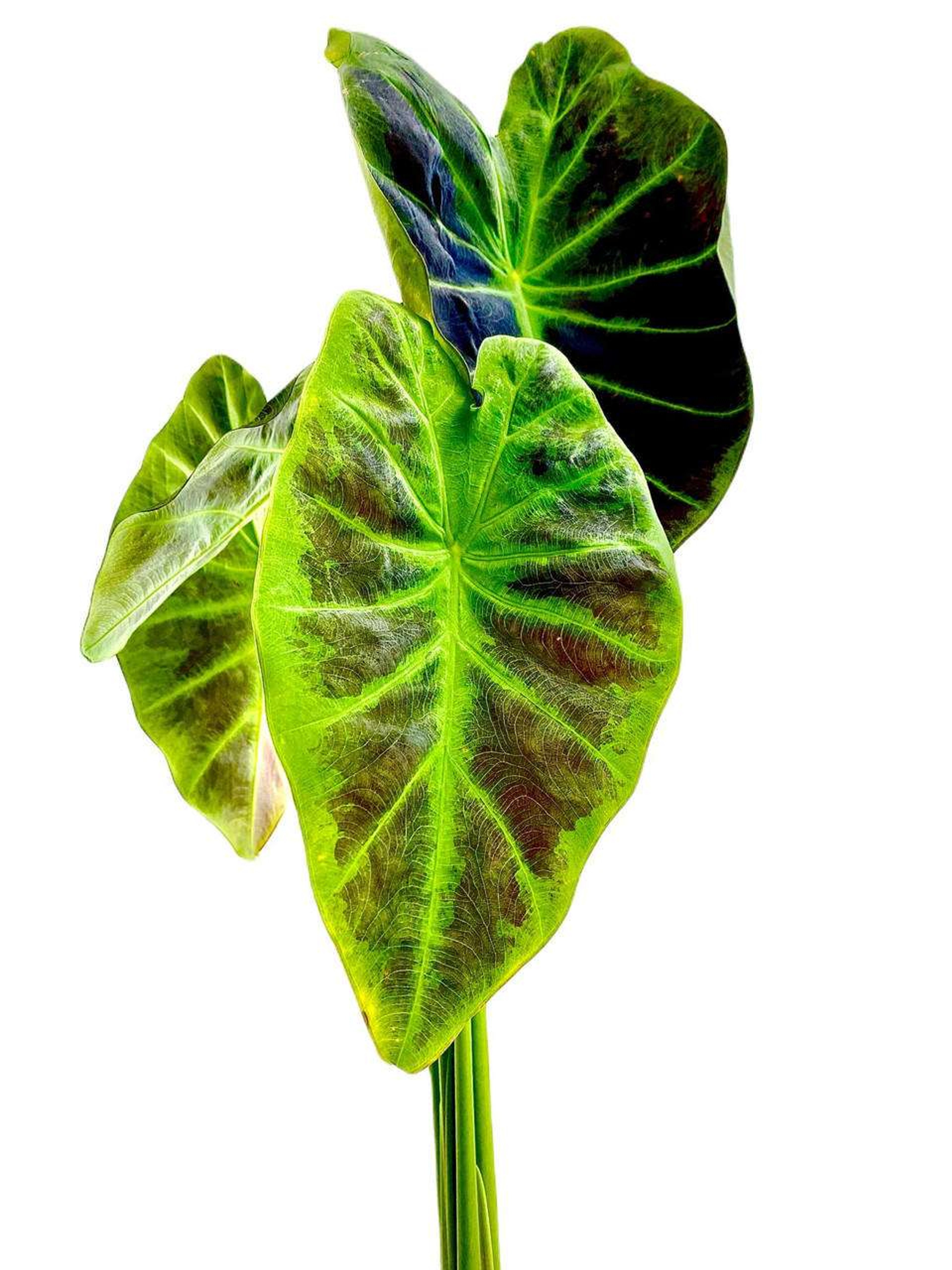 Colocasia Antiquorum (Black Beauty) Plant Shop mxplantae