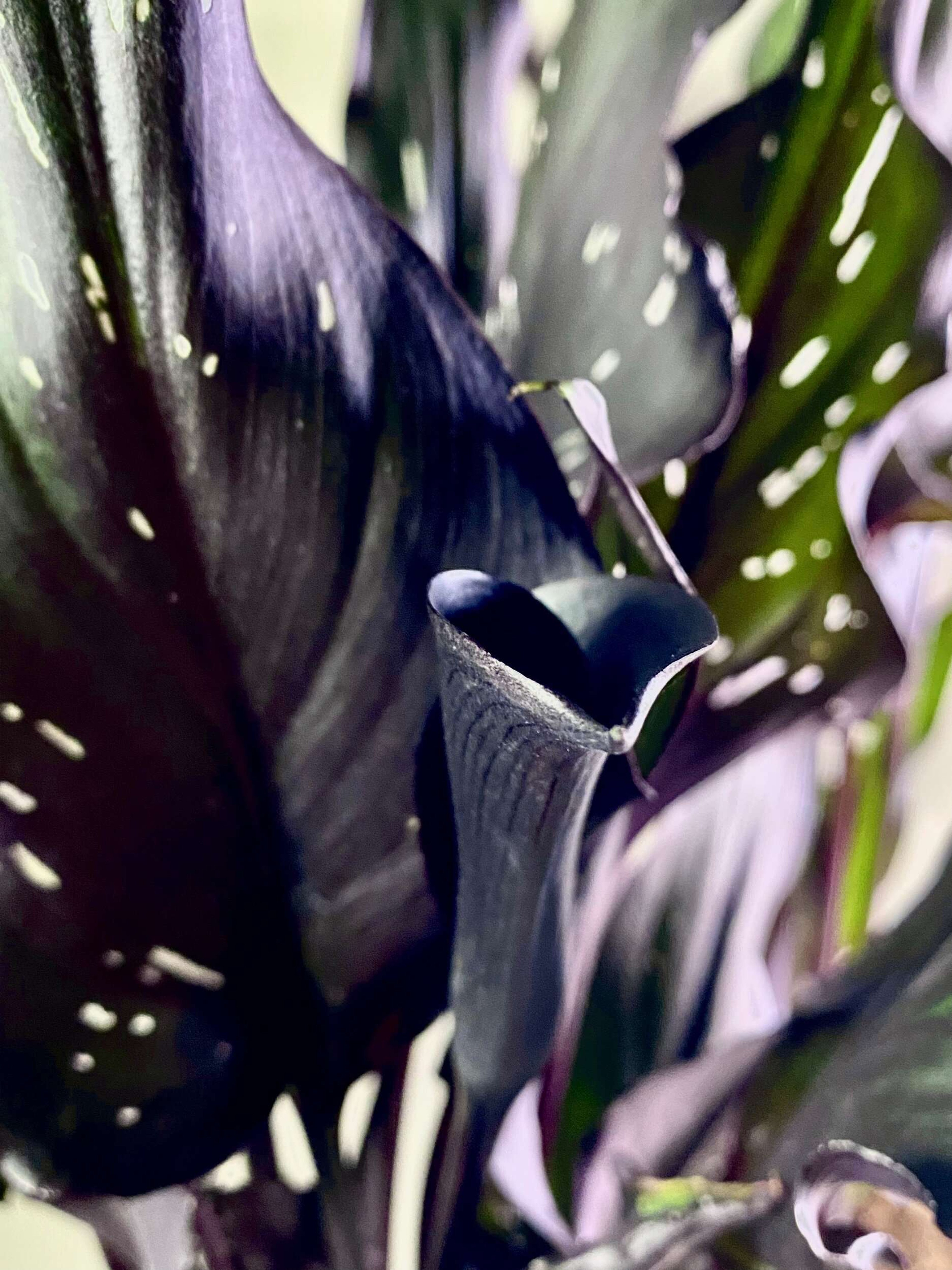 Alcatraz Negro Plantas Medianas physical MXPLANTAE