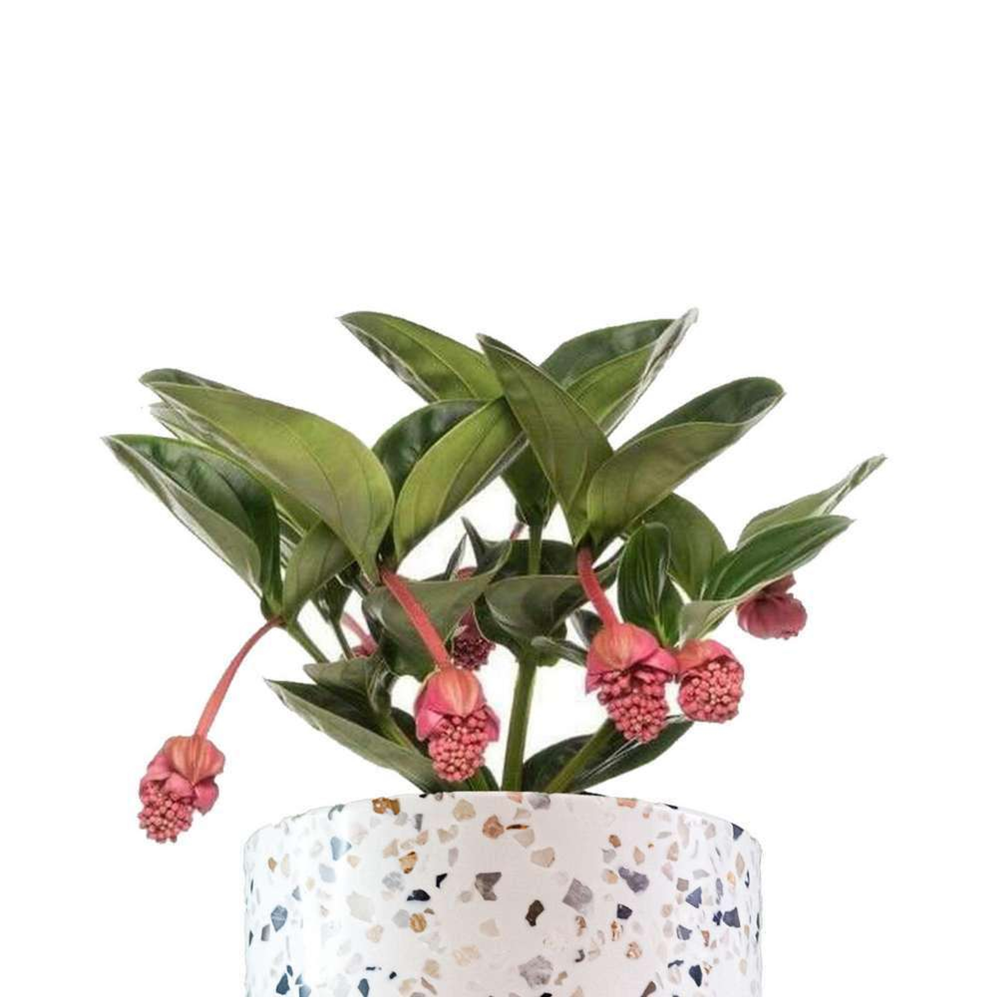 Medinilla Magnifica (Orquídea Malasia) Plantas Chicas mxplantae
