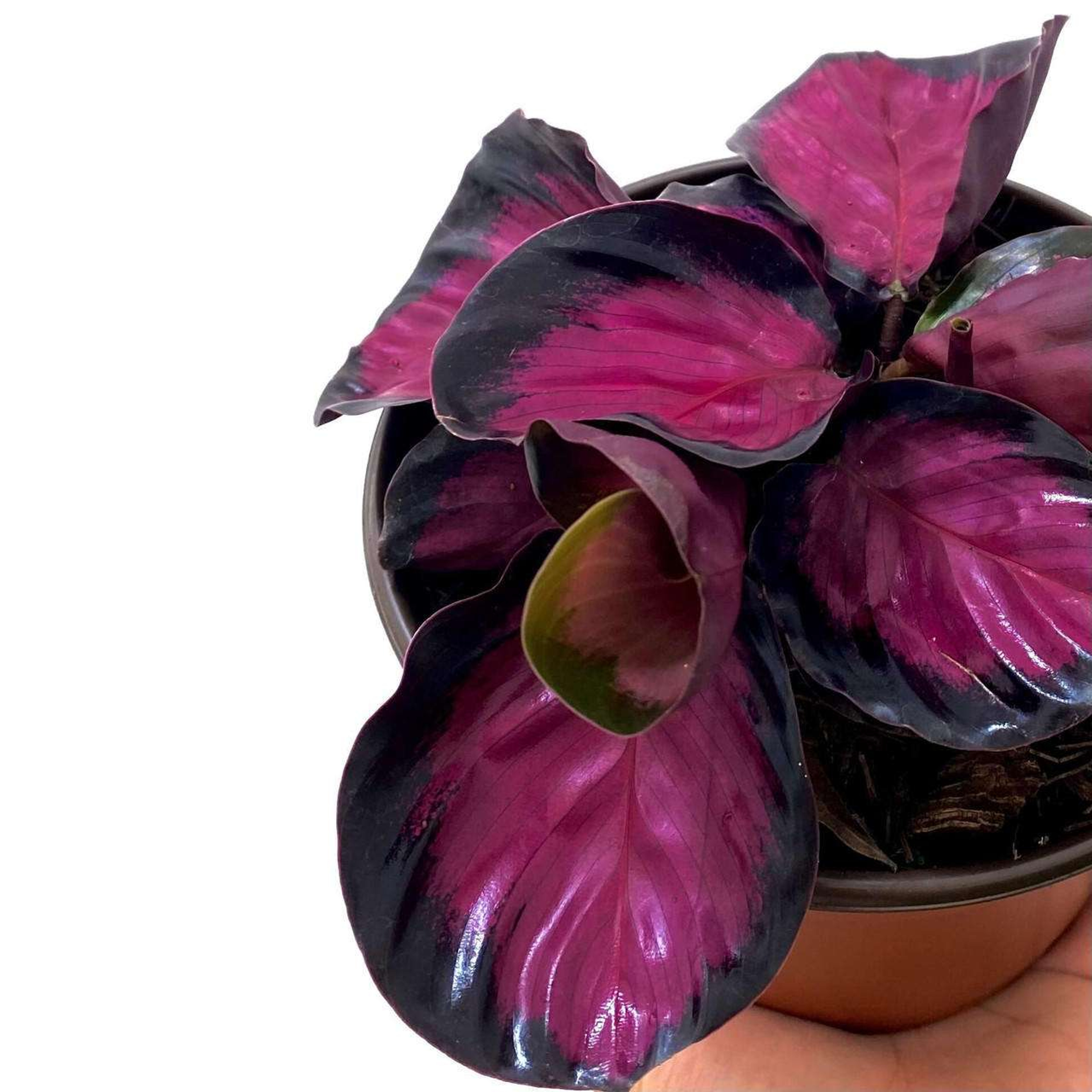 Calathea Crimson Plantas Chicas mxplantae