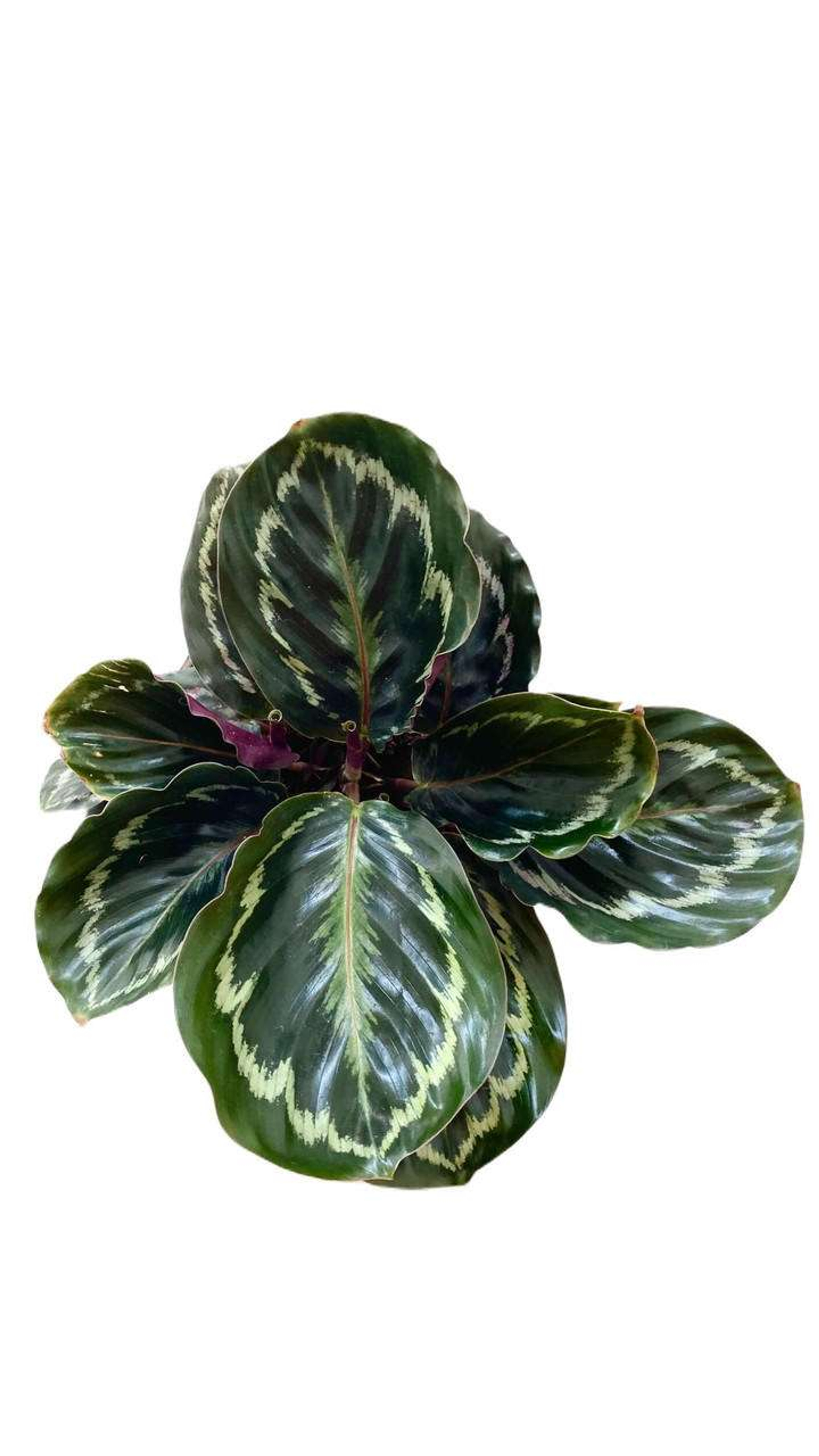 Calathea Medallion Plantas Chicas mxplantae