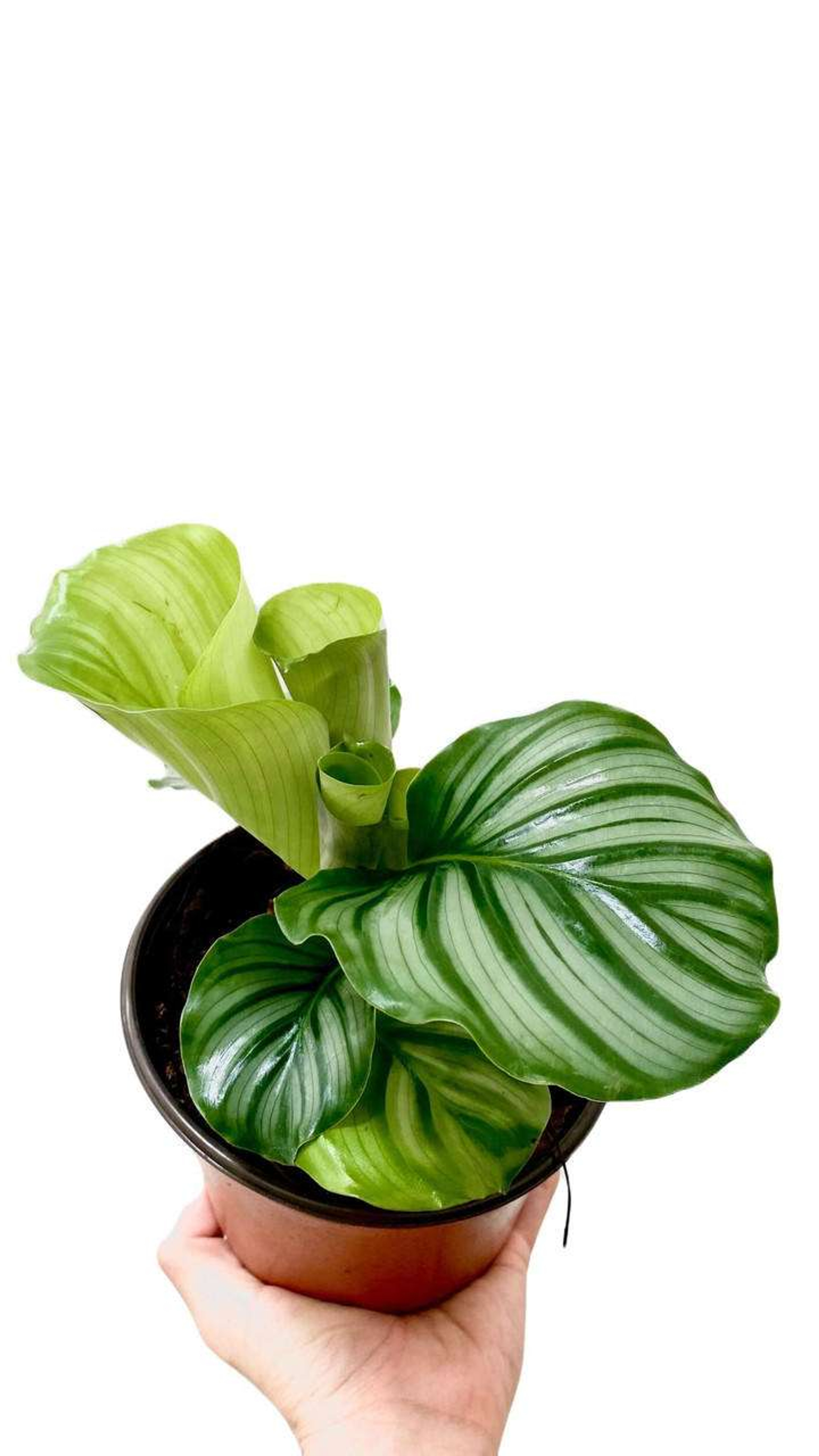 Calathea Orbilfolia Plantas Chicas mxplantae