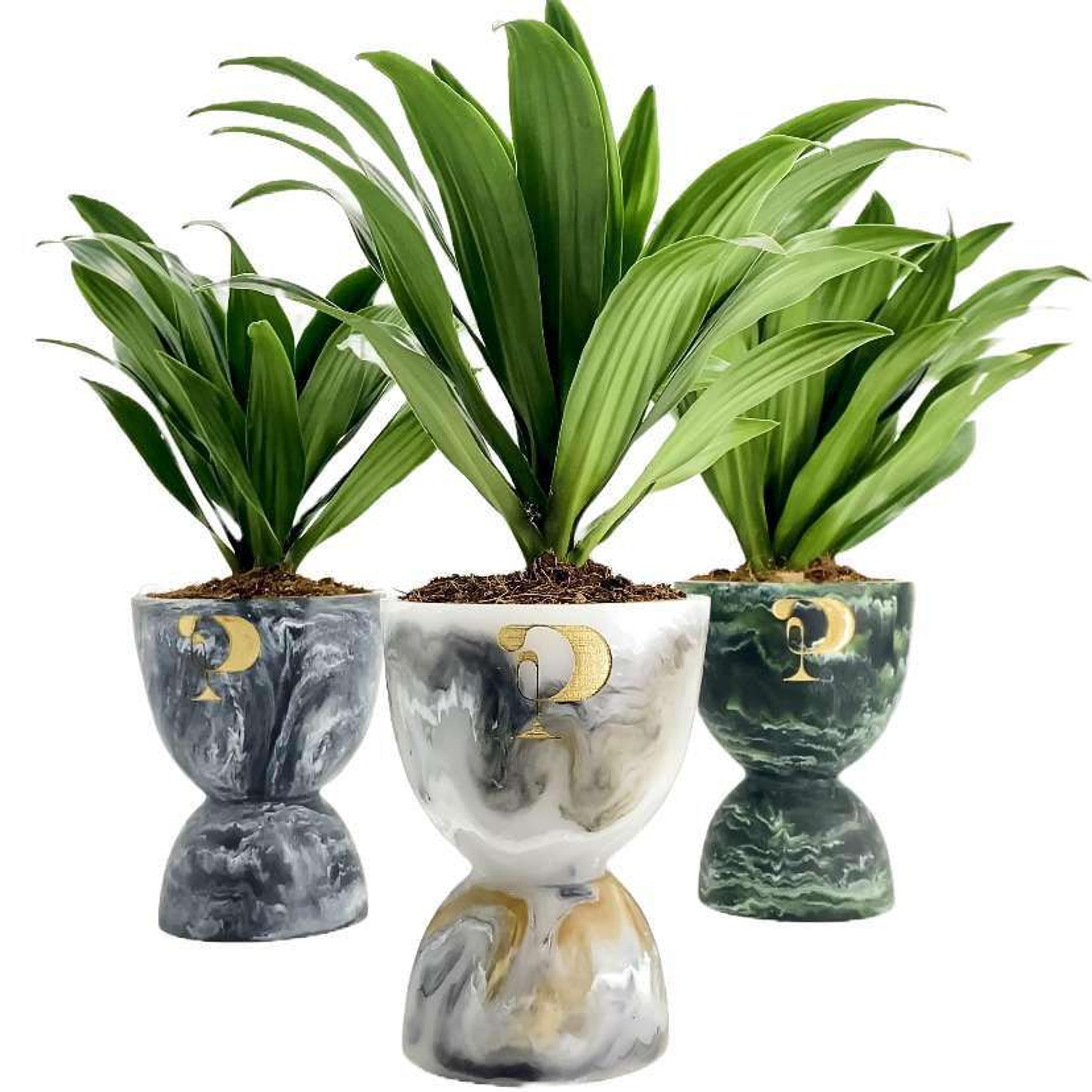 Maceta Dual Mxplantae mxplantae