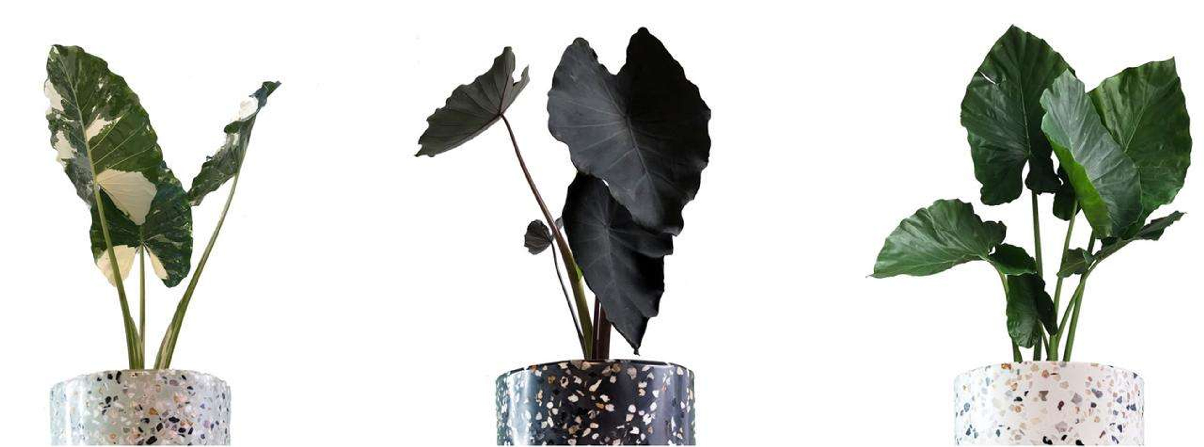 Maceta Terrazo Chica | Jardín y Hogar Plant Shop mxplantae