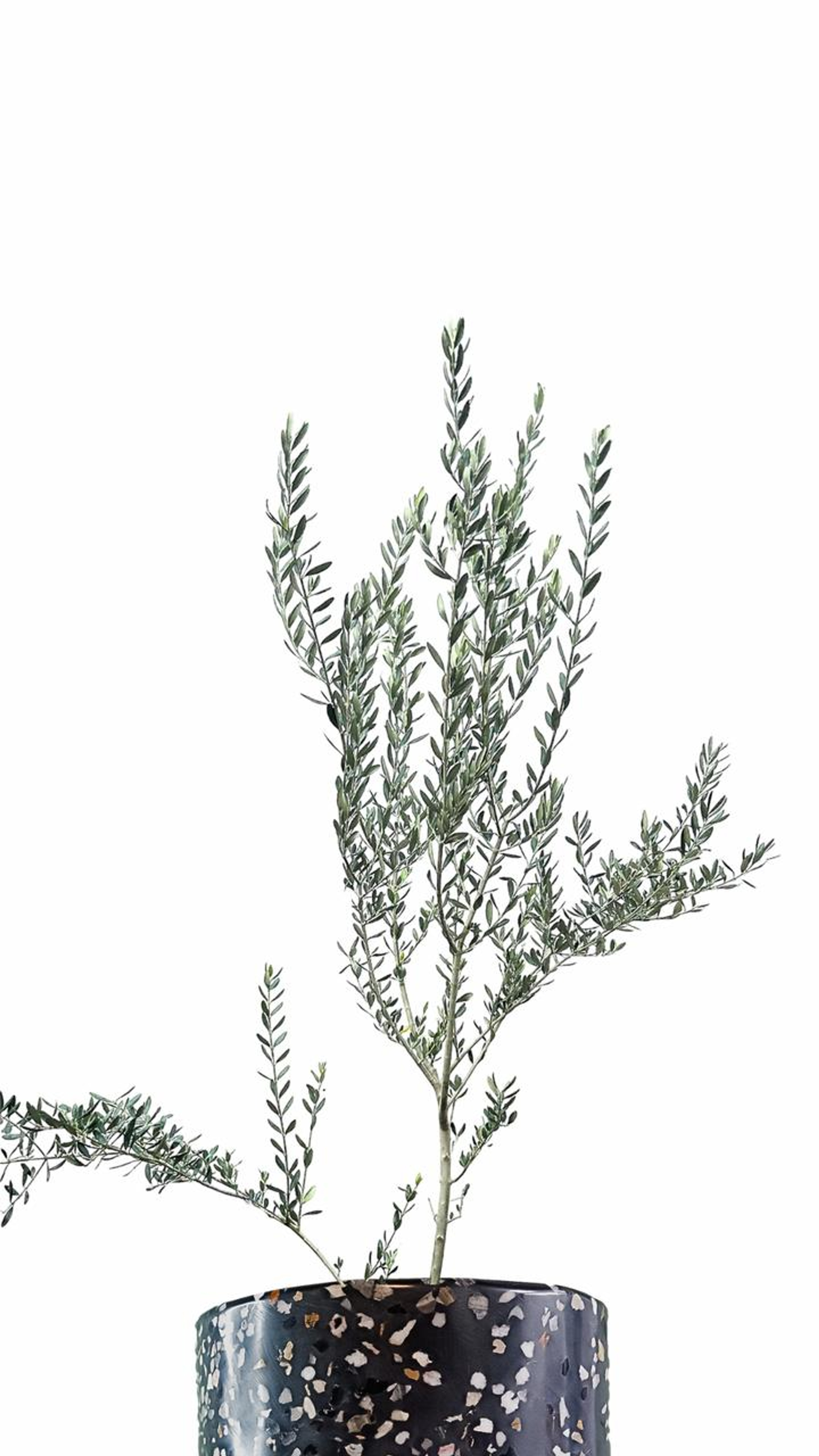 Árbol de Olivo Plantas Grandes mxplantae