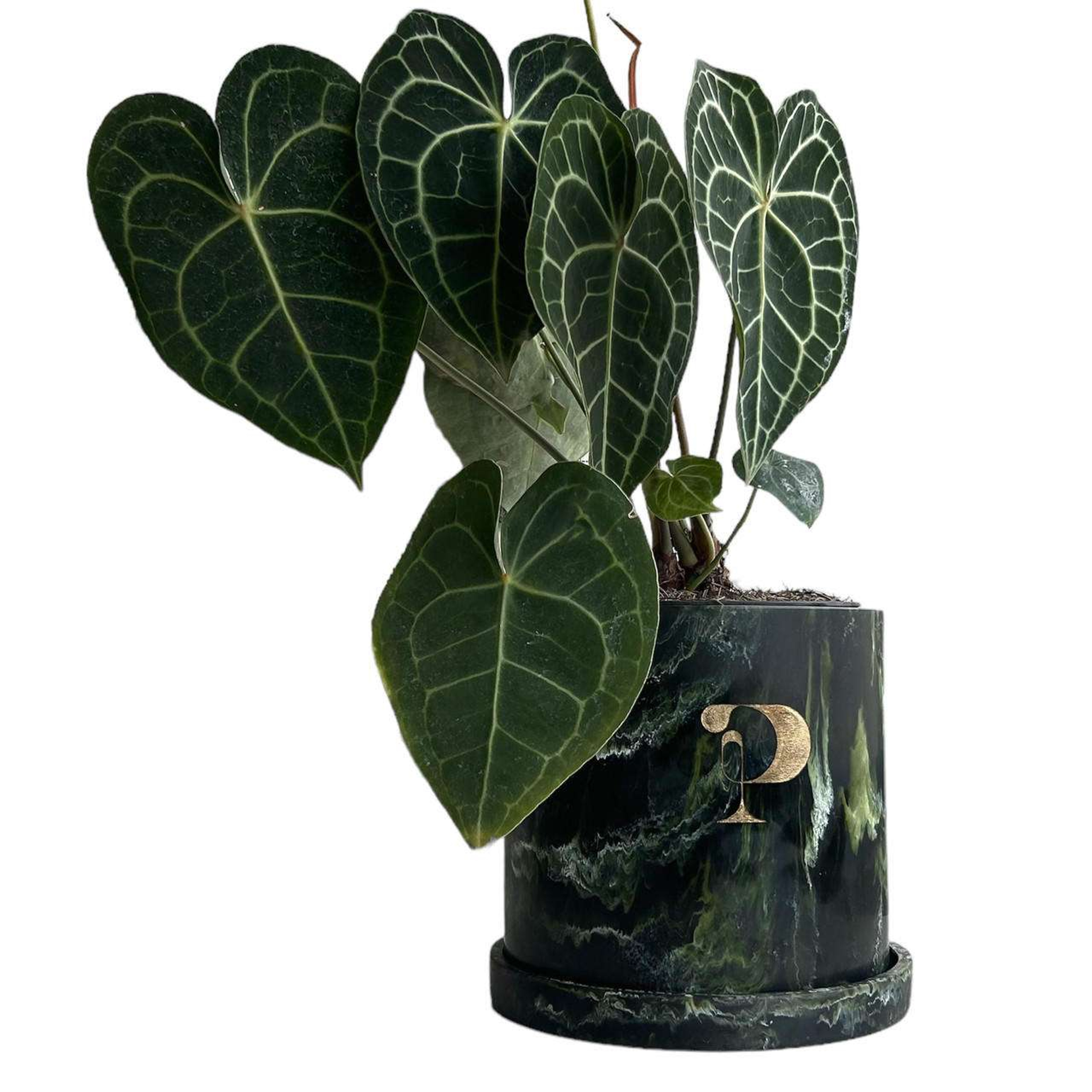 Maceta Chica Mármol Plant Shop mxplantae