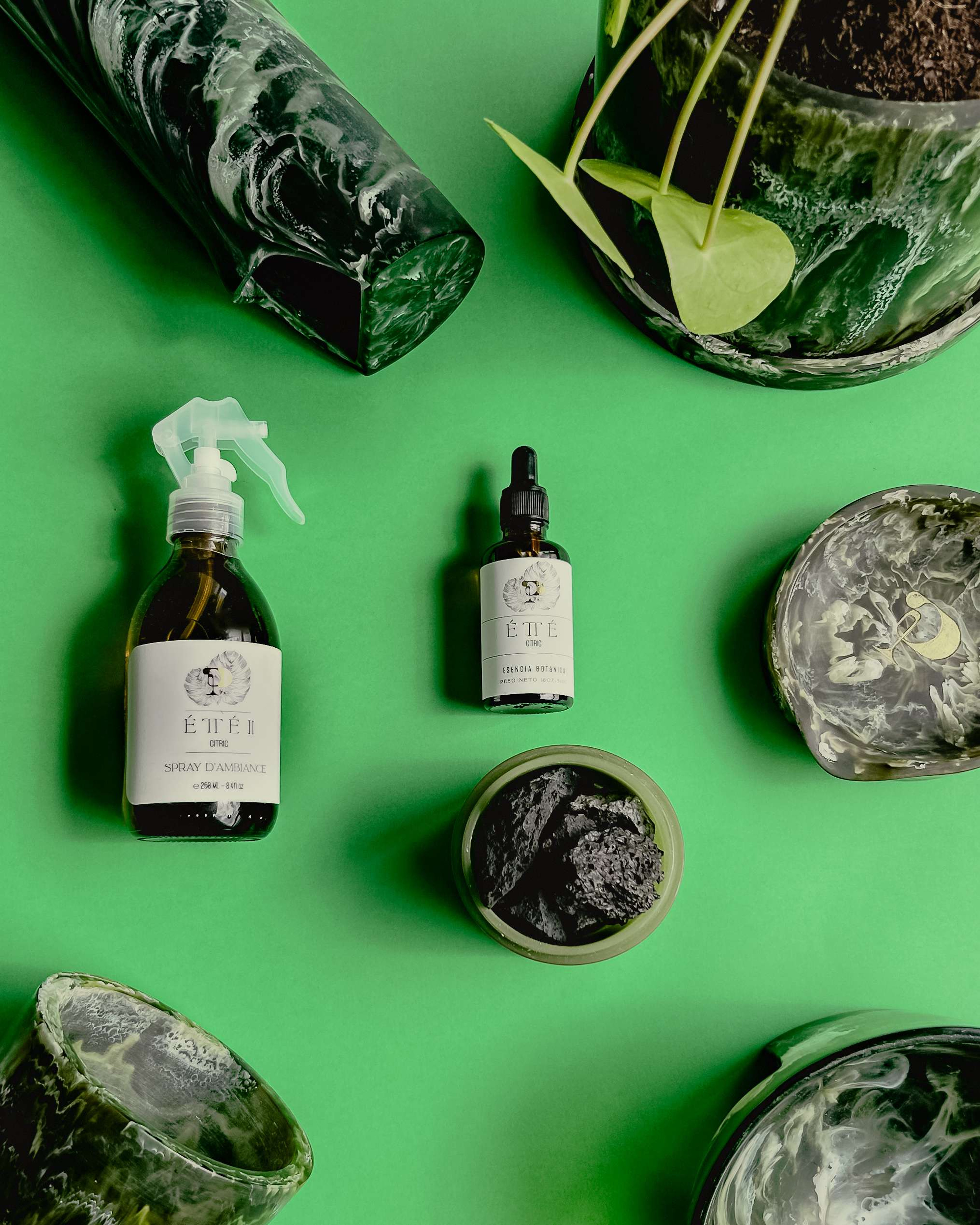 Kit Plantae | Home Decor Plant Shop mxplantae