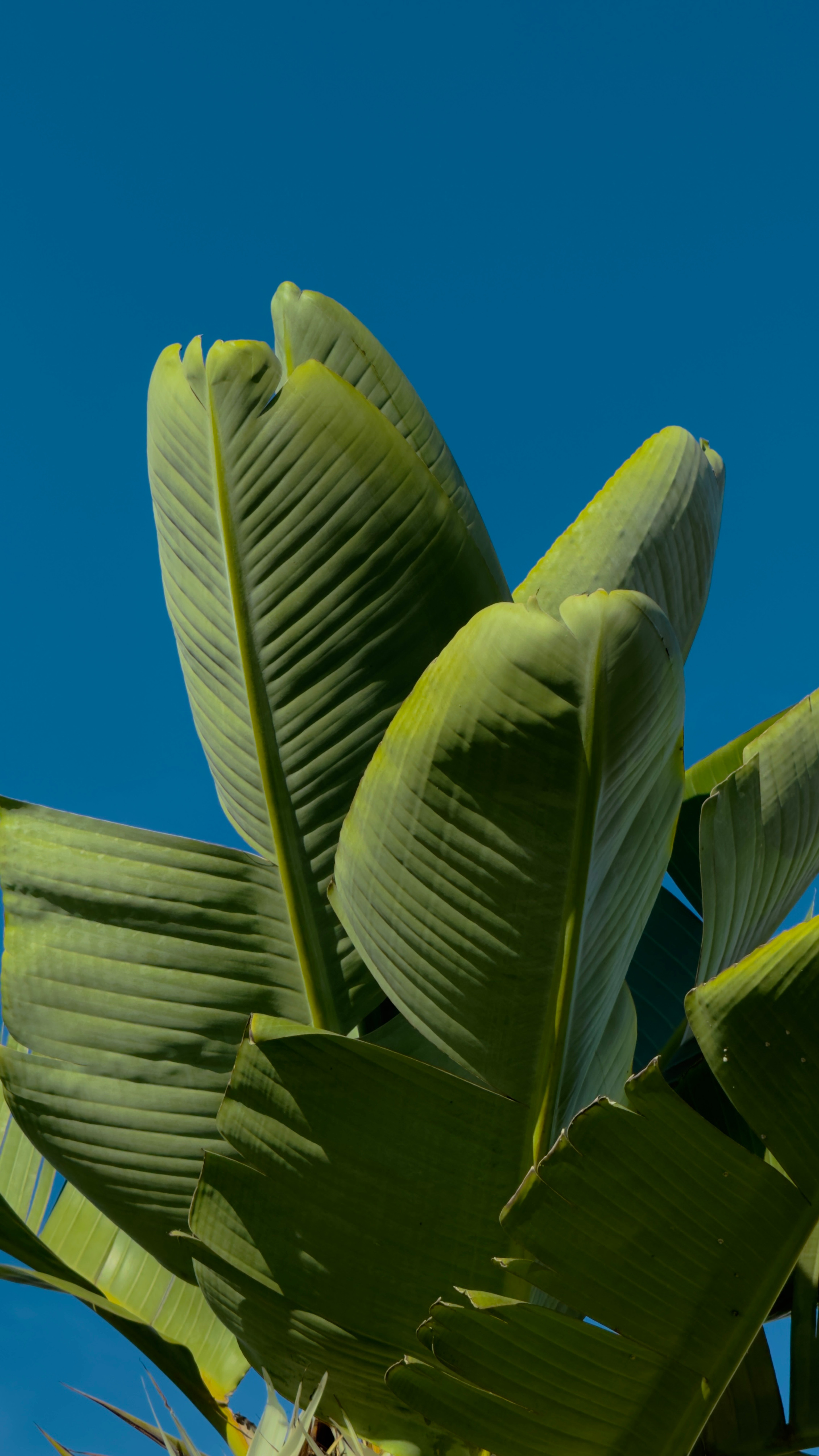 Cómo cuidar tus plantas en otoño e invierno (sin complicarte)