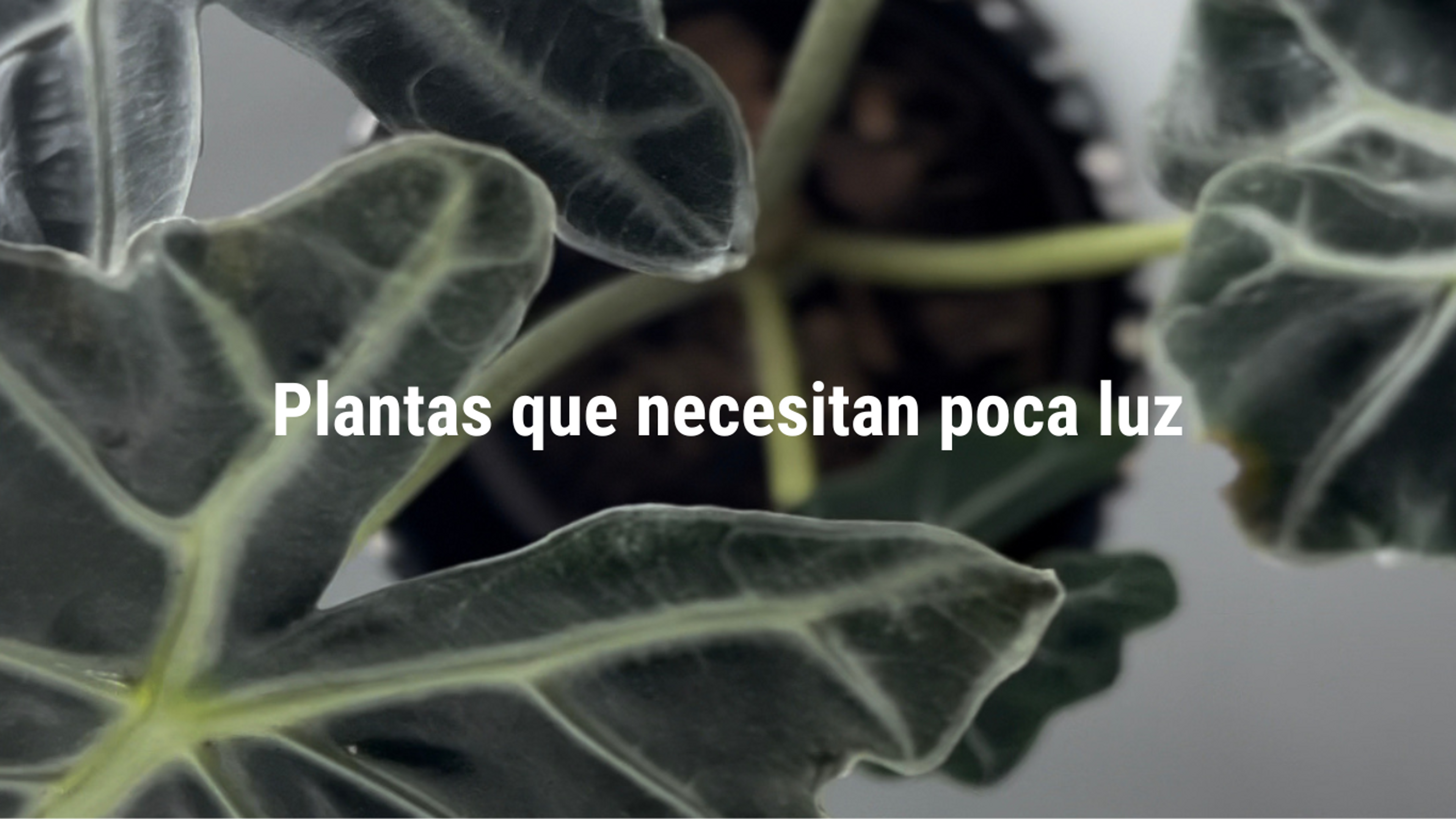 Plantas que Necesitan Poca Luz | Para tu Hogar
