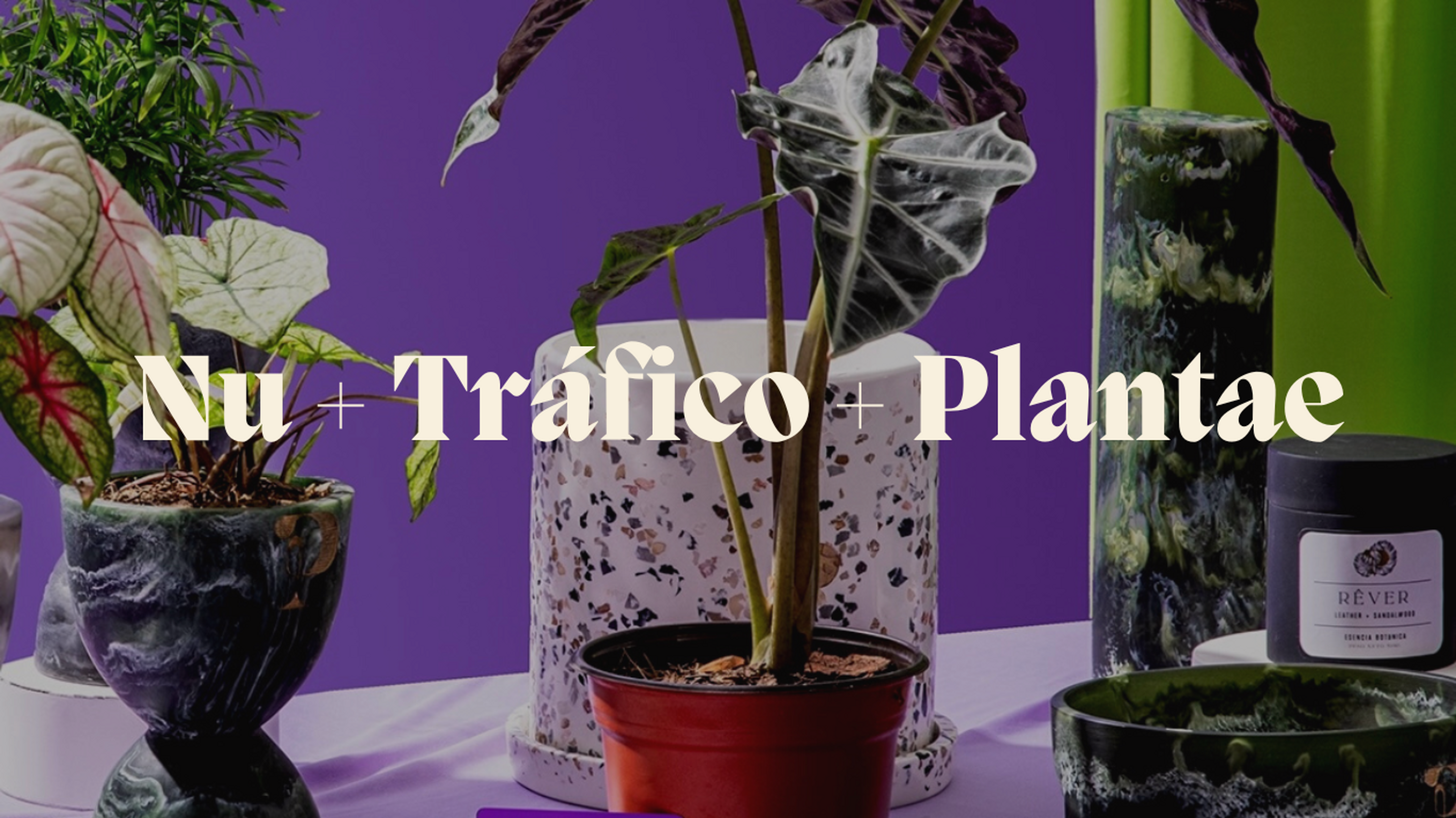 NU | Arturo García – MXPLANTAE: De las plantas nace el amor