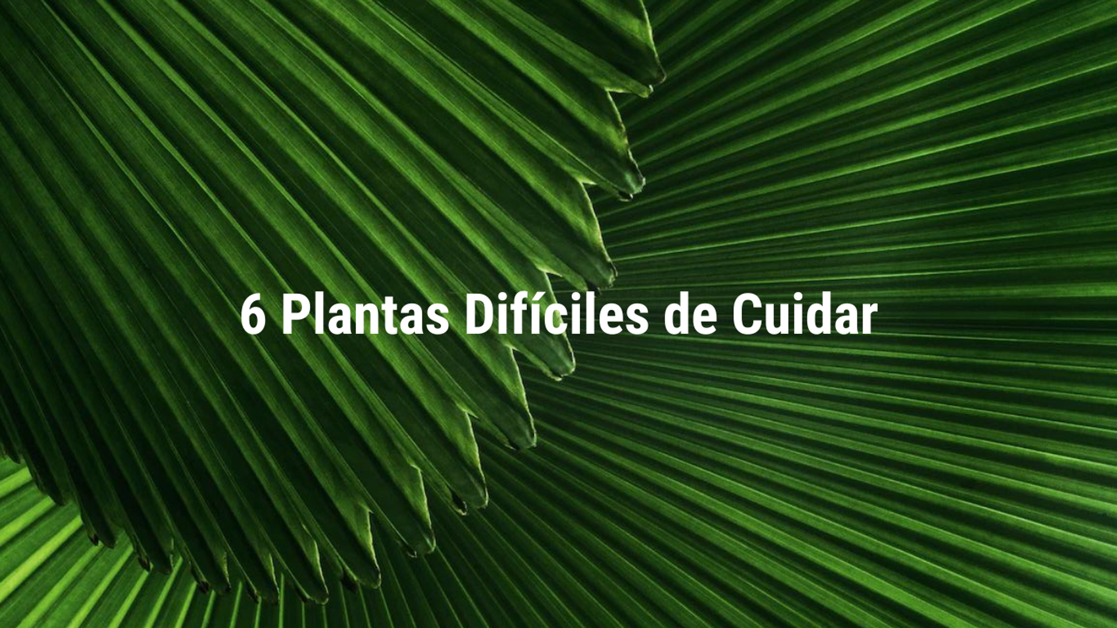Conoce las 6 Plantas Difíciles de Cuidar.