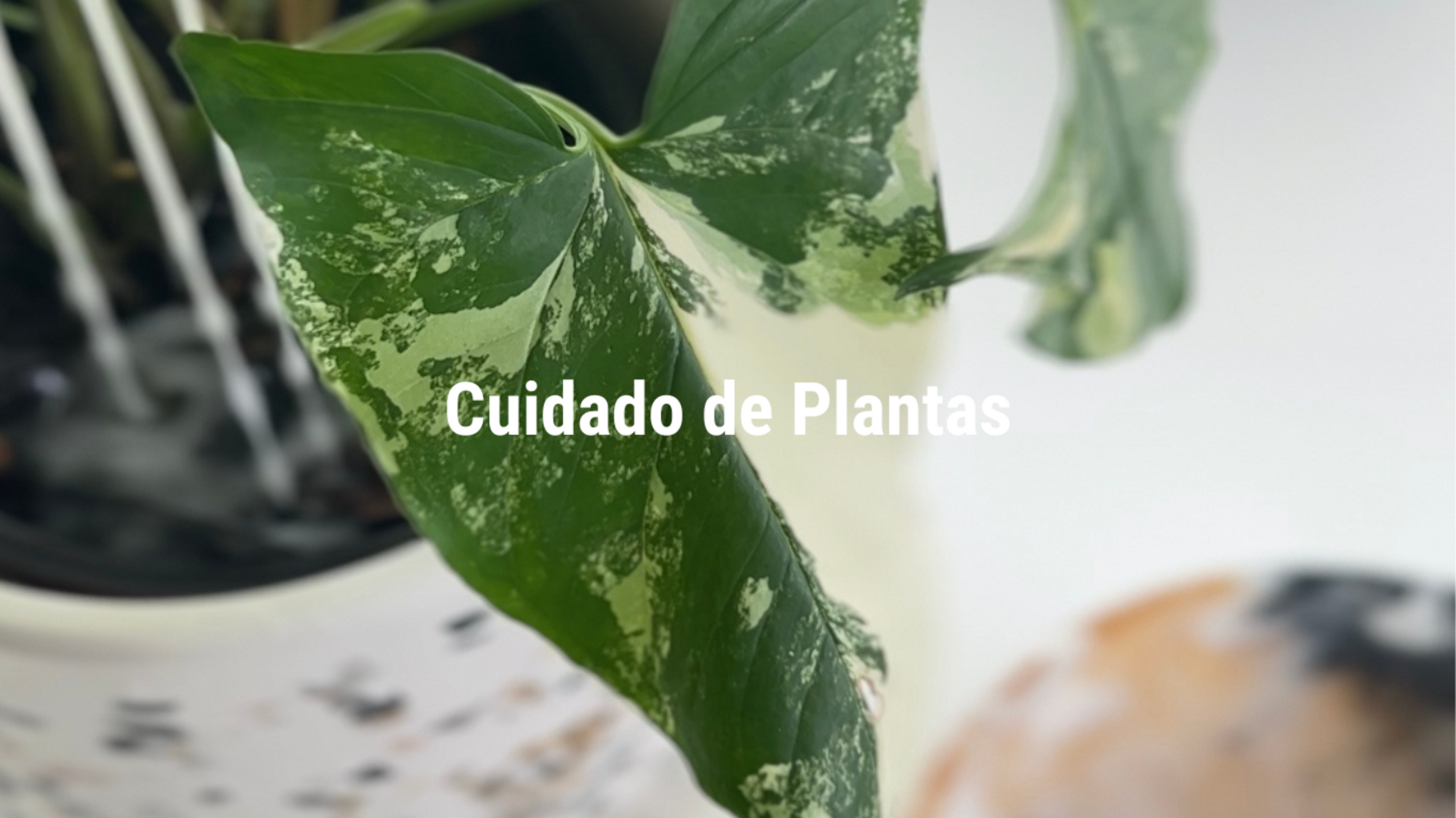 Trasplanta tus plantas