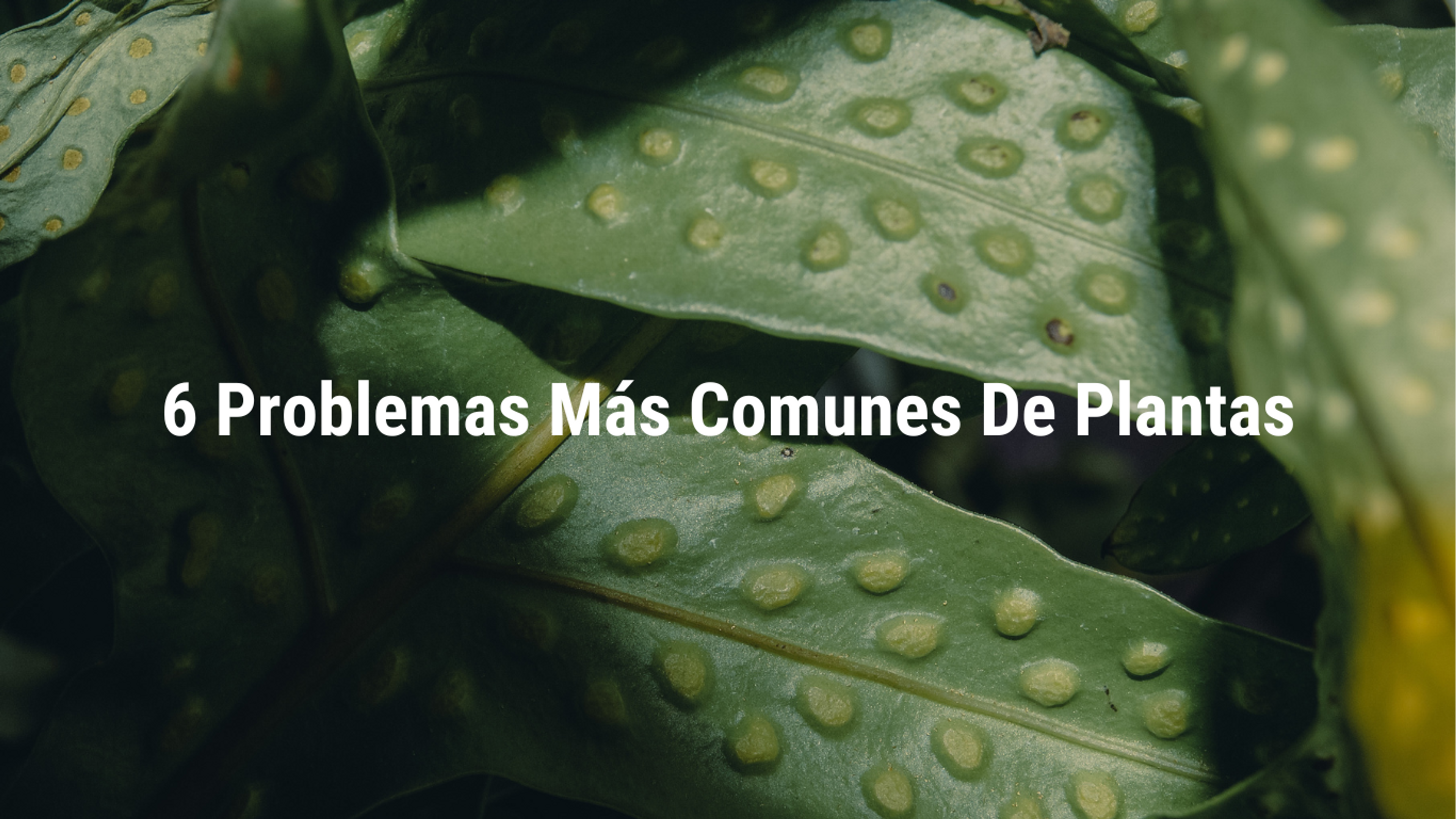 Conoce los ​6 Problemas más comunes de tus plantas.