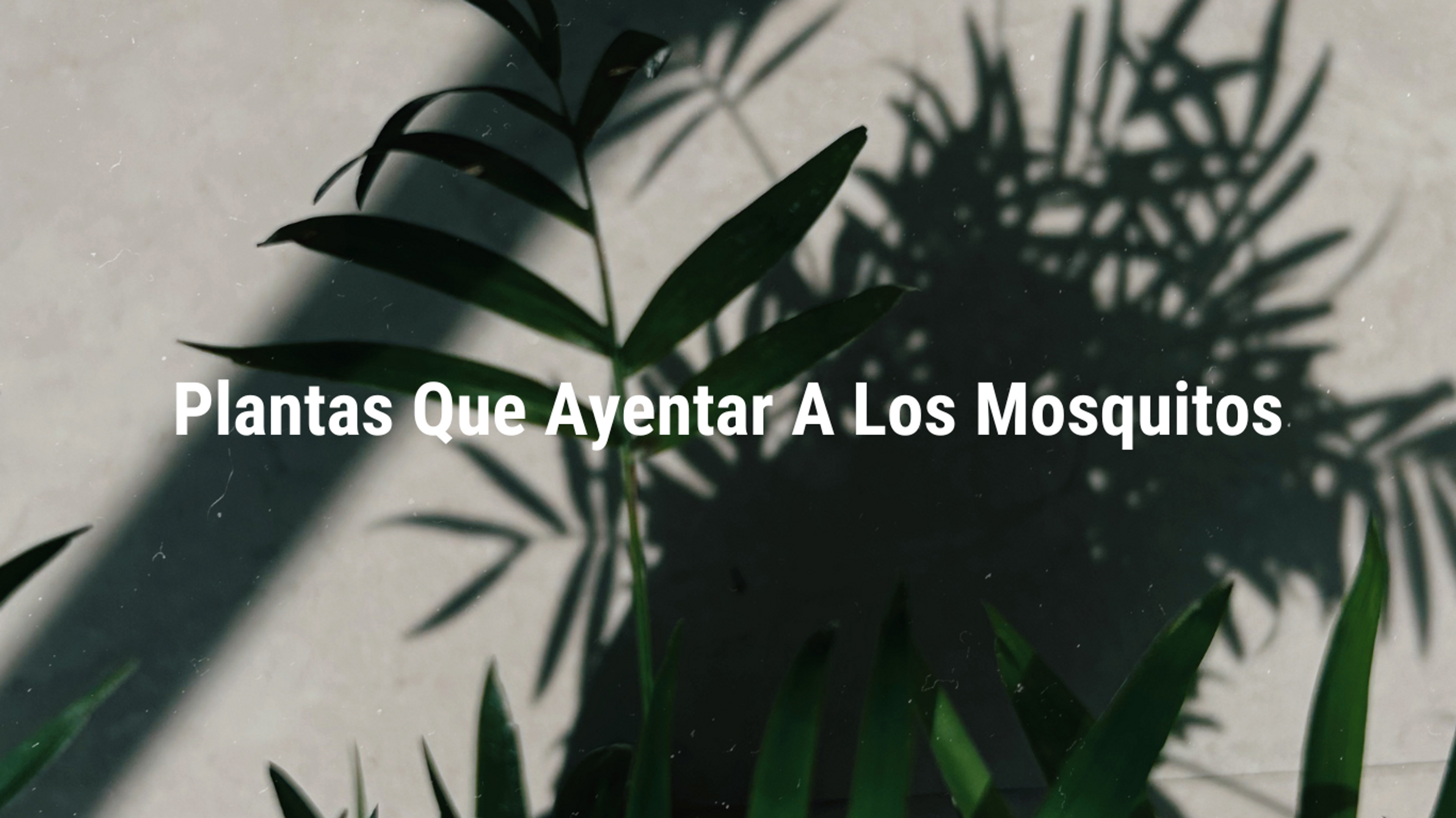 Plantas que Ahyentan a los Mosquitos. 