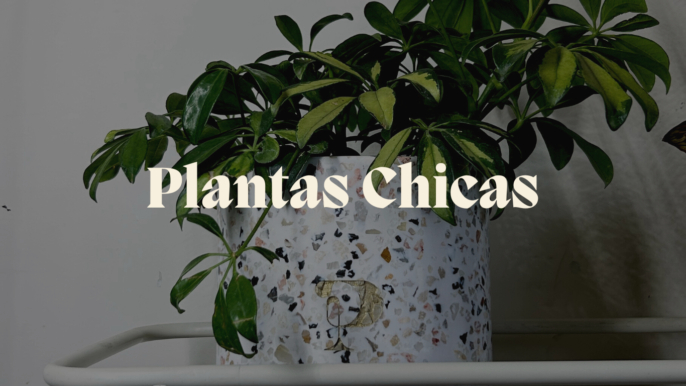 MXPLANTAE Plantas, Macetas Y decoración para el hogar.