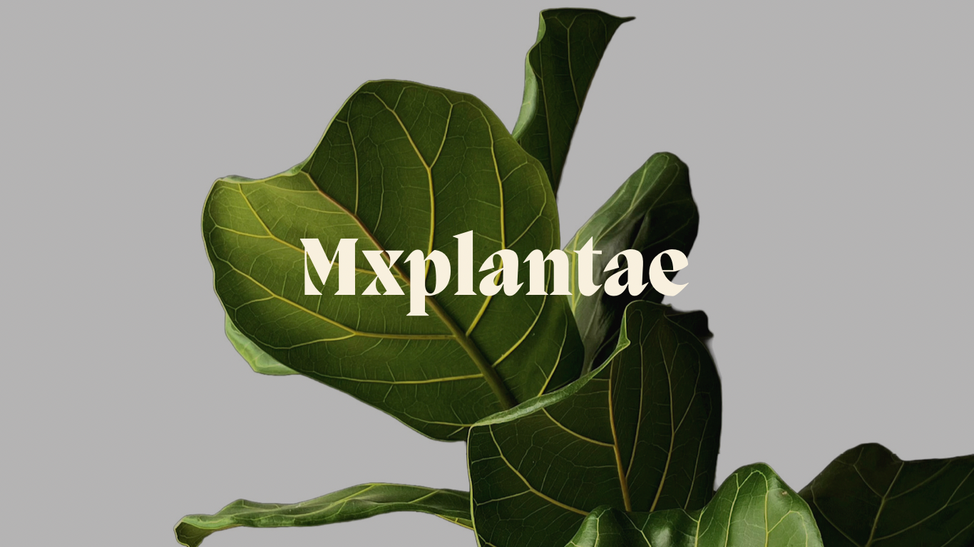 Tienda de Plantas, Macetas y Decoración | Mxplantae 