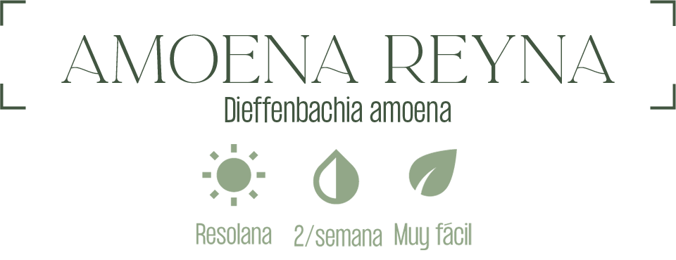 Amoena Reyna Planta | MXPLANTAE