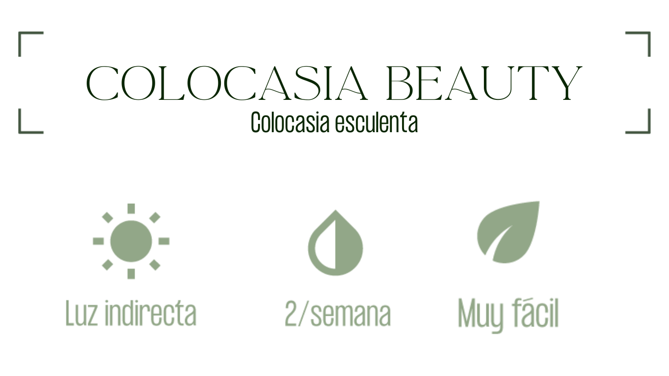 MXPLANTAE Colocasia Antiquorum Black Beauty Planta Cuidados