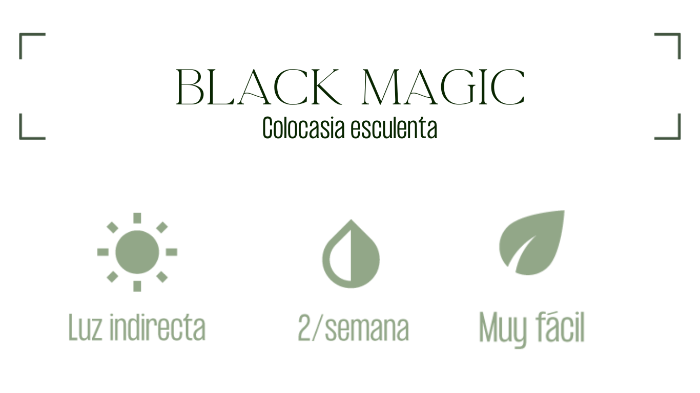 MXPLANTAE Black Magic Planta