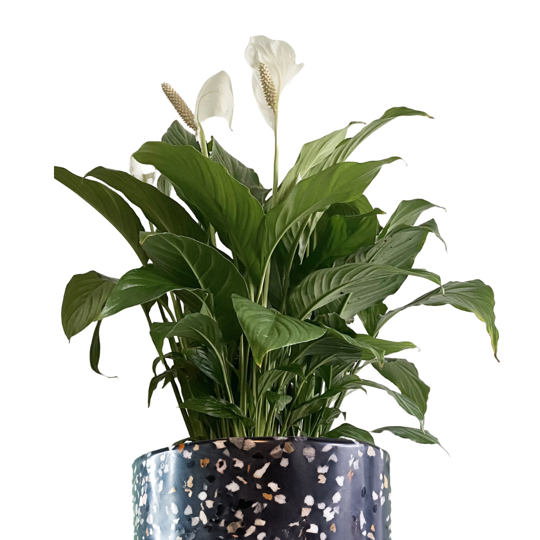 Cuna de Moisés (Spathiphyllum)