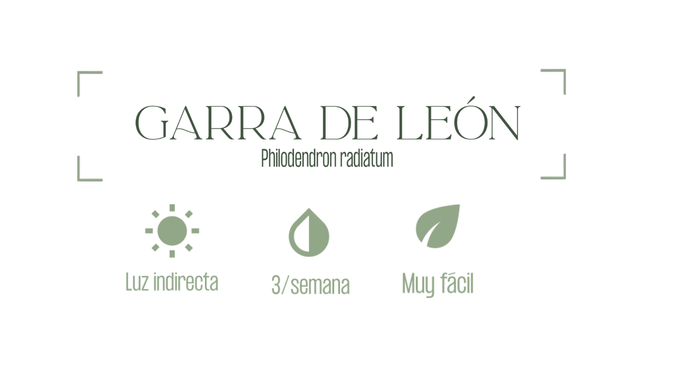 MXPLANTAE Garra de Leon Planta Cuidados