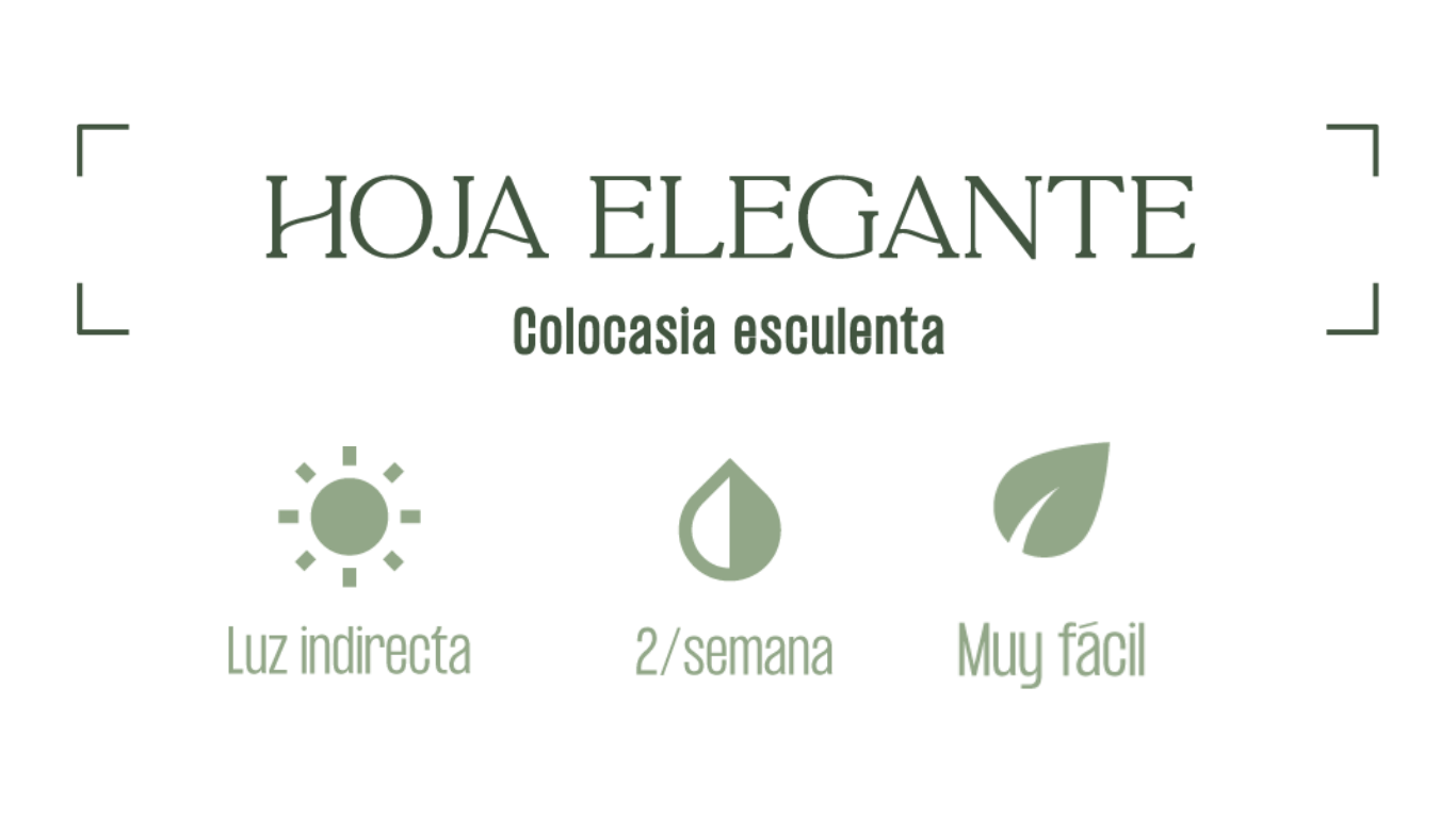 MXPLANTAE Hoja Elegnate Planta Cuidados