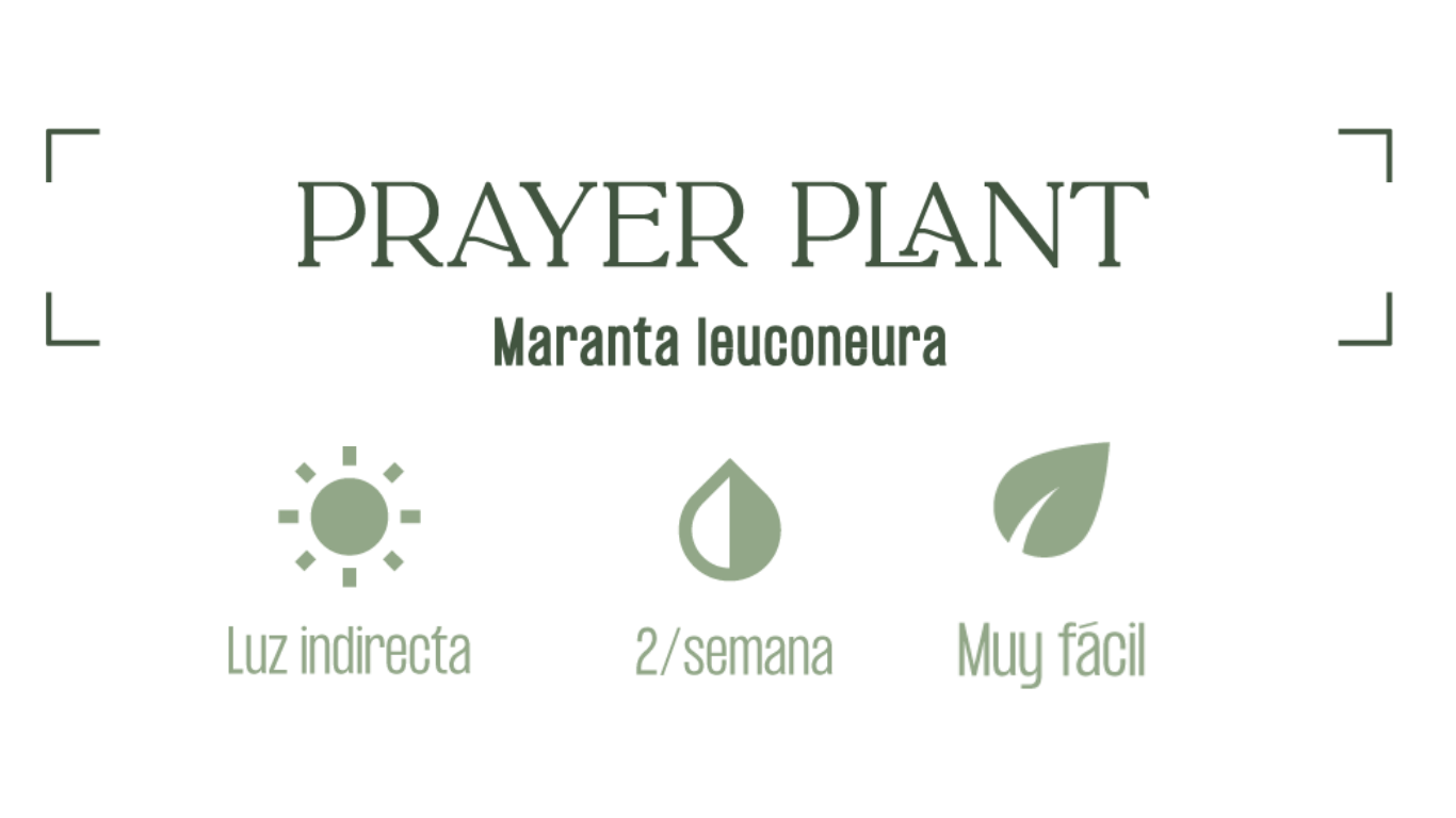 MXPLANTAE Planta de Oración Cuidados