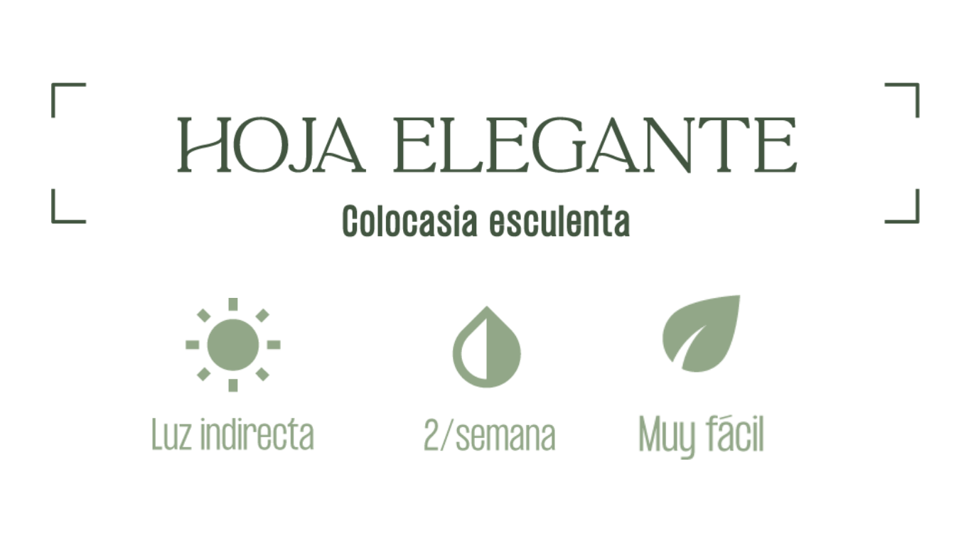 Hoja Elegante Mxplantae plantas macetas y decor 