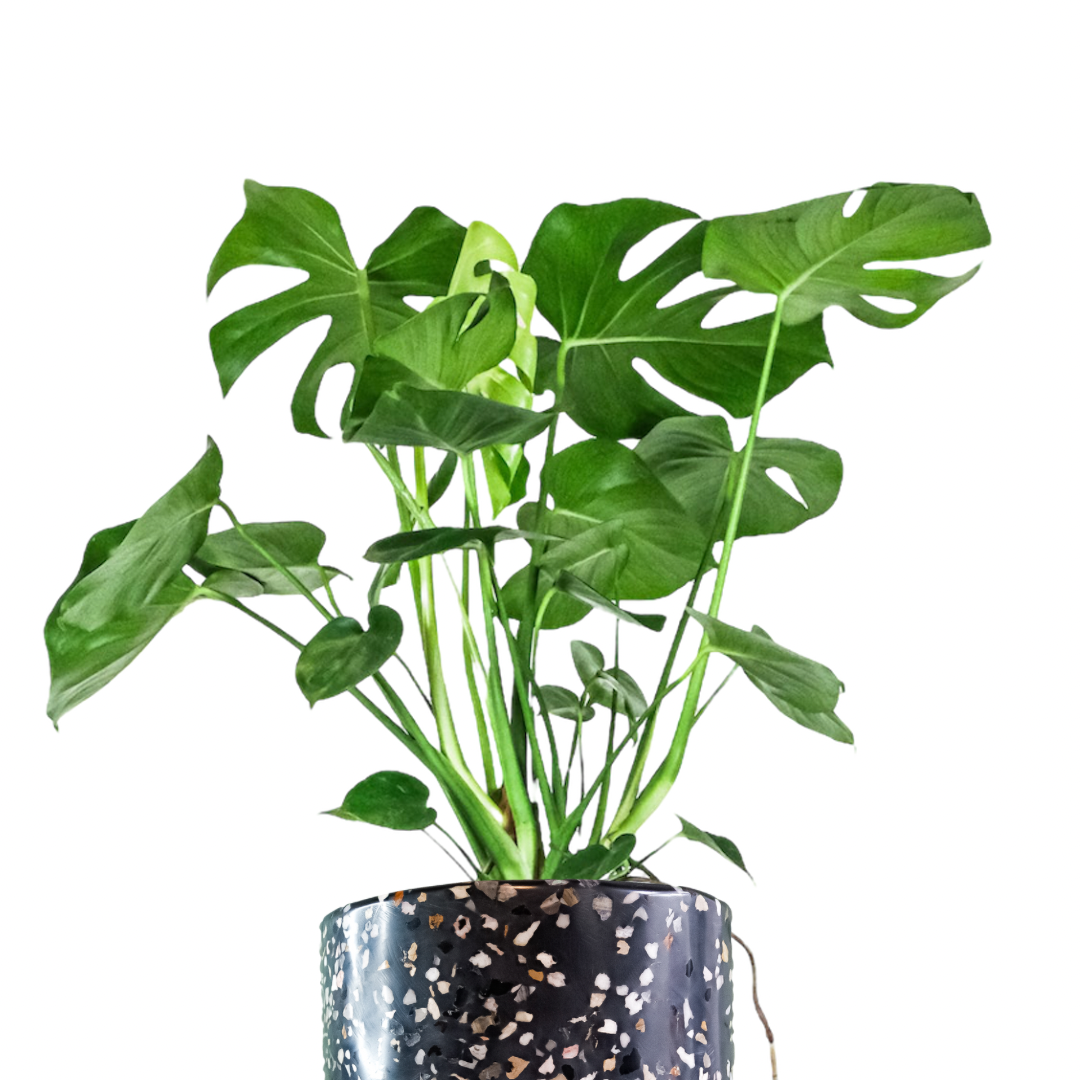 Monstera deliciosa (Costilla de Adán)