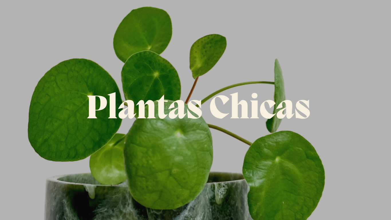 MXPLANTAE Plantas Chicas Plantas de Interior y Exterior