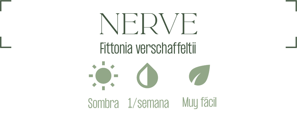 Nerve Planta | MXPLANTAE