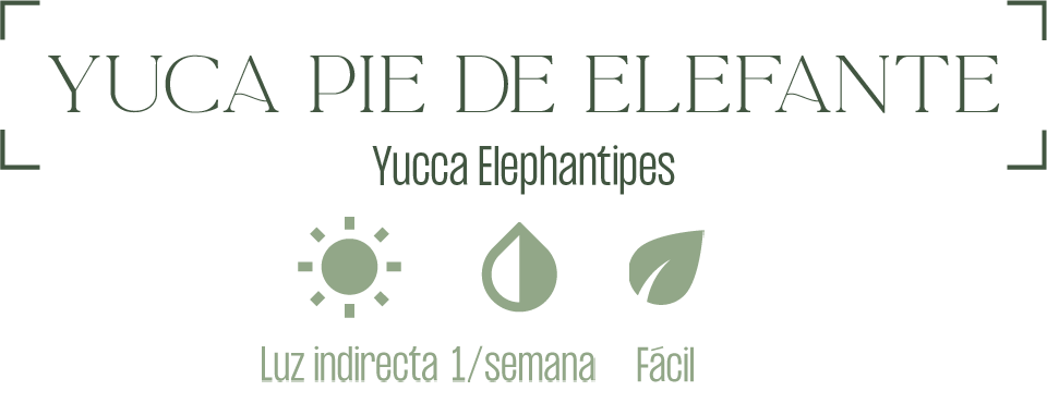 Yuca pie de elefante Planta | MXPLANTAE