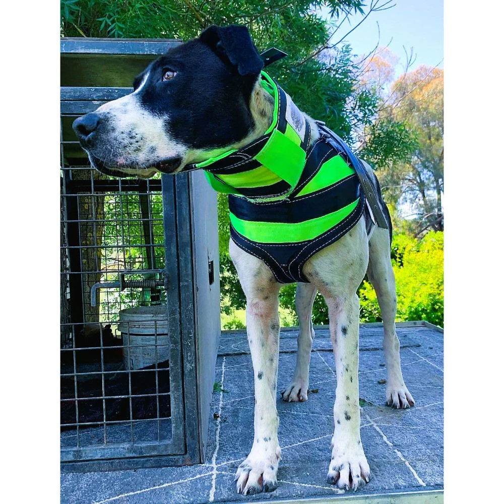 GET BELTED 3/4 CHESTPLATE