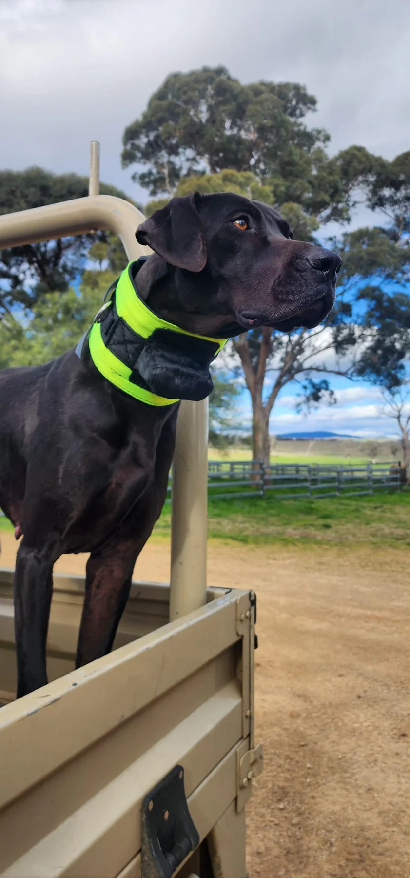 GET BELTED RIP COLLAR WITH INBUILT TRACKER PROTECTOR