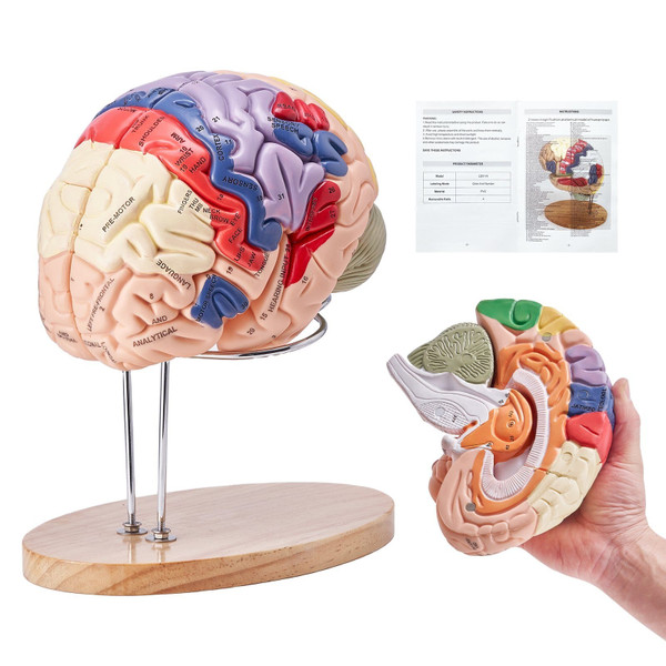 Human Brain Model Anatomy, 2X Life-Size 4-Part Human Brain Anatomical Model with Labels & Display B