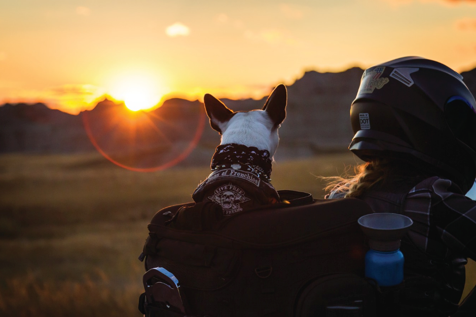 KURYAKYN - Grand Pet Palace (KUR5288) - Lamonster Garage
#motorcyclepetcarrier #motorcycle #kuryakyn #petcarrier