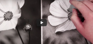 Watch now! Creating your own floral charcoal drawing