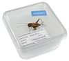 All Things Reptile Magnet Cricket in Cricket Box
