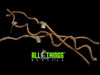 All Things Reptile ATR Twisted Wood Vine Natural Not Dyed 3ft