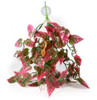 Pangea PANGEA PLANTS - RED