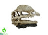 The BioDude The Bio Dude - Dino Decor - Dilophosaurus 