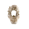  Reptile Treasures Shelter Dino Skull 6in 