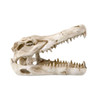  Reptile Treasures Shelter Dino Skull 6in 