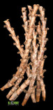 All Things Reptile ATR Buriti Sticks 7 per Pkg