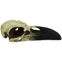  Komodo Raven Skull Medium Habitat Decoration 